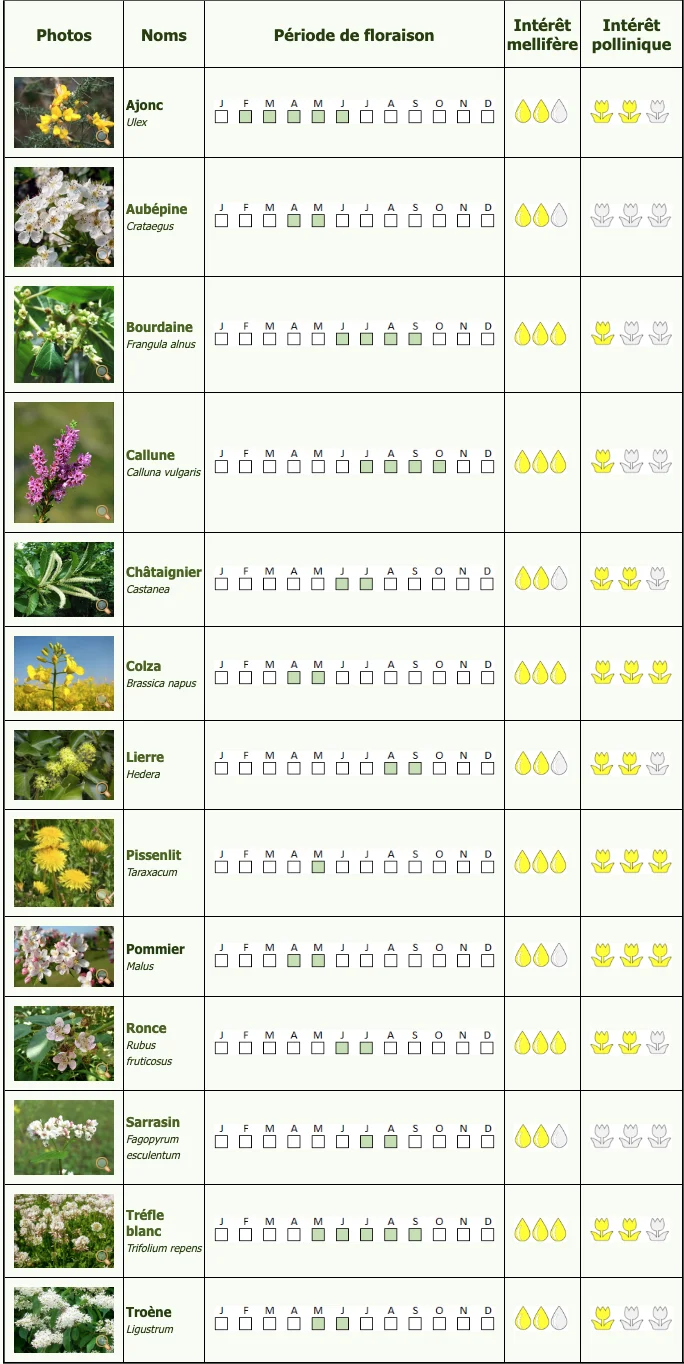 plantes mellifères